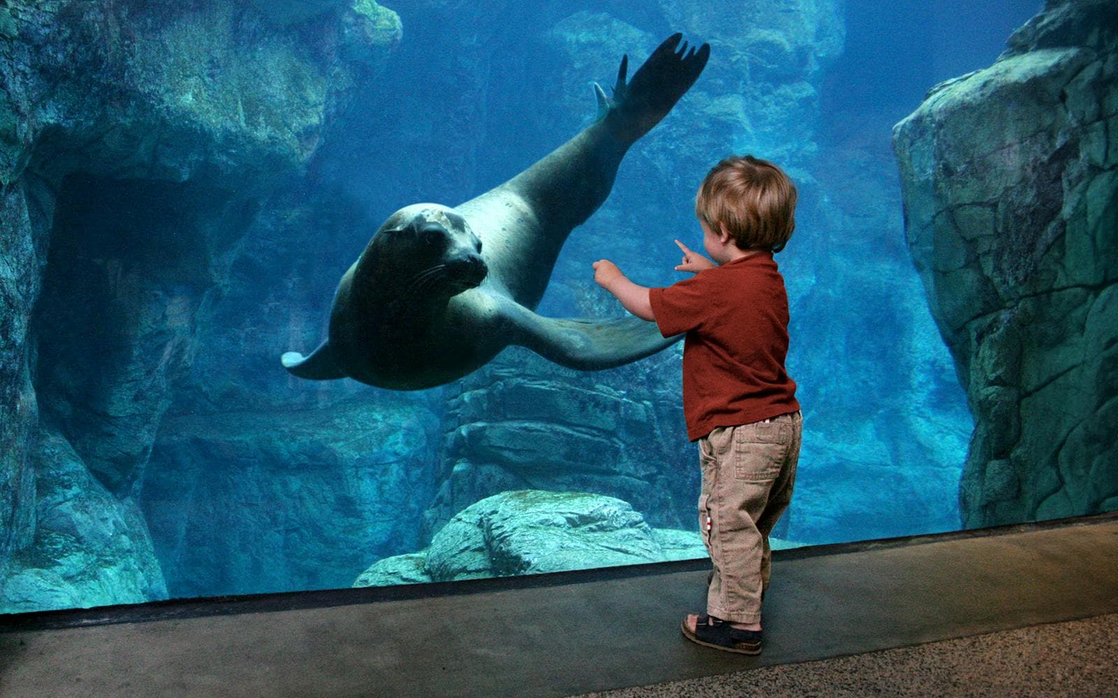 Aquarium of the Pacific Skip-the-Line Tickets - image 3