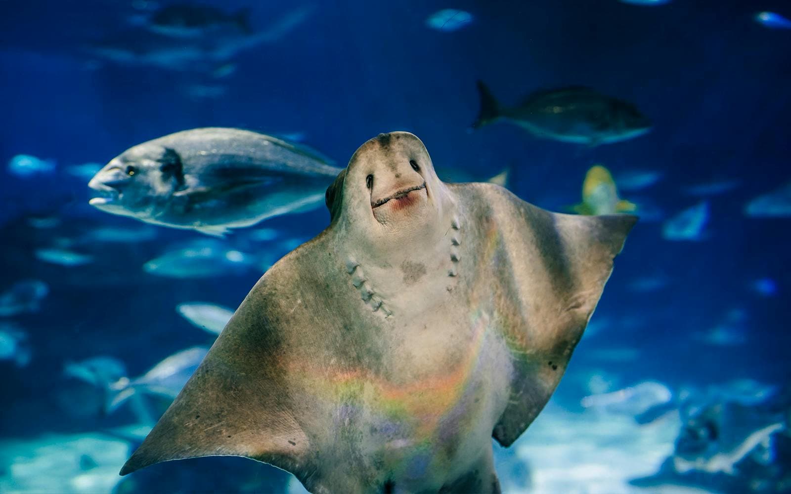 Billets coupe-file pour l'Aquarium de Barcelone - image 7