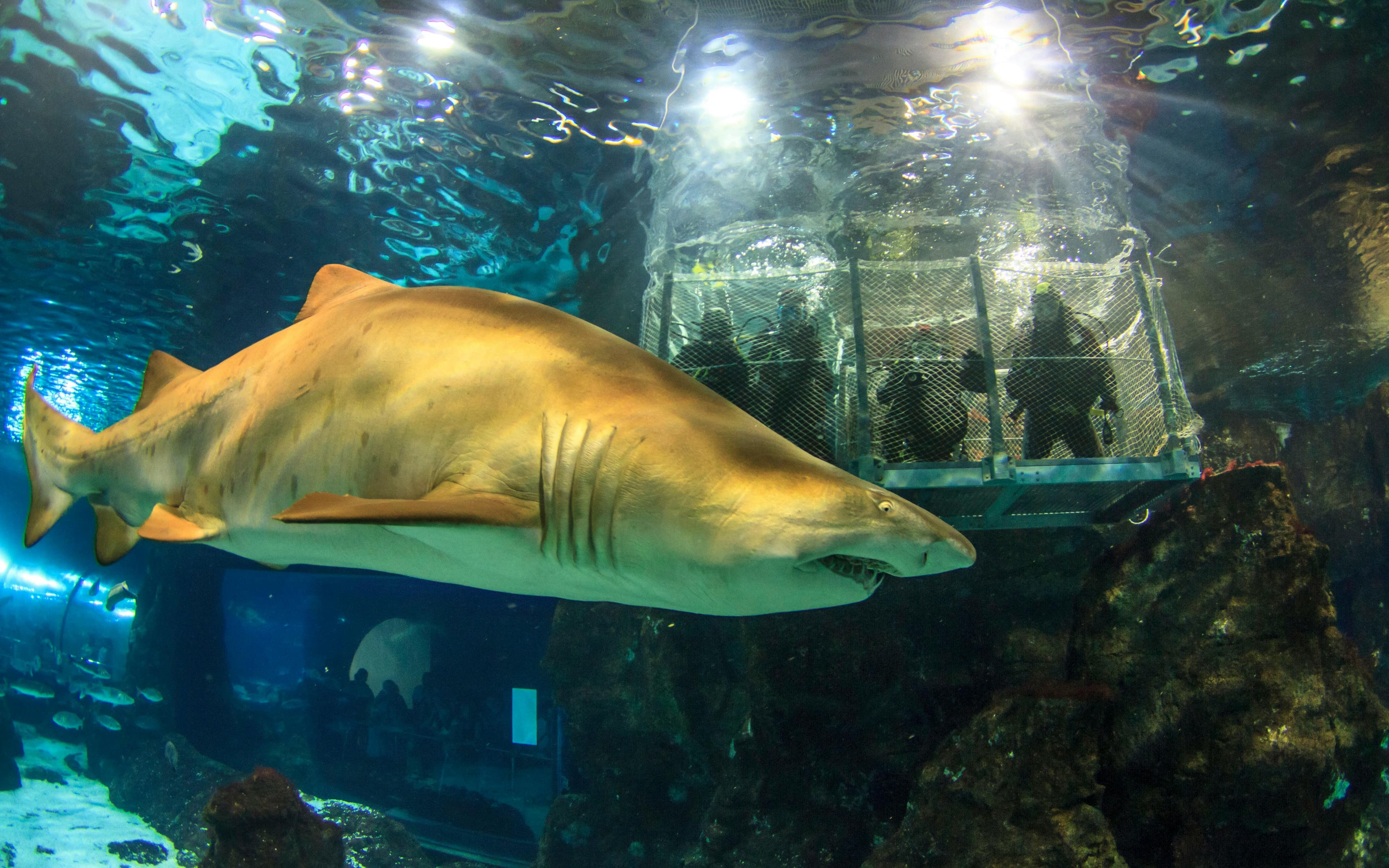 Billets coupe-file pour l'Aquarium de Barcelone - image 3