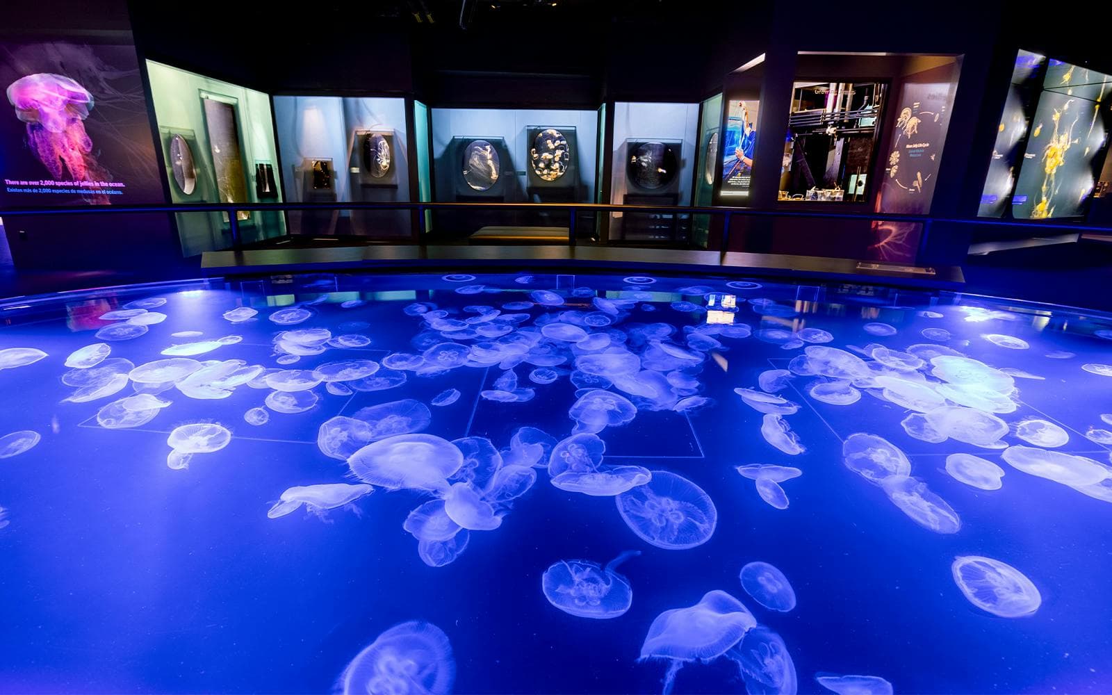 Billets coupe-file pour l'Aquarium of the Pacific - image 7