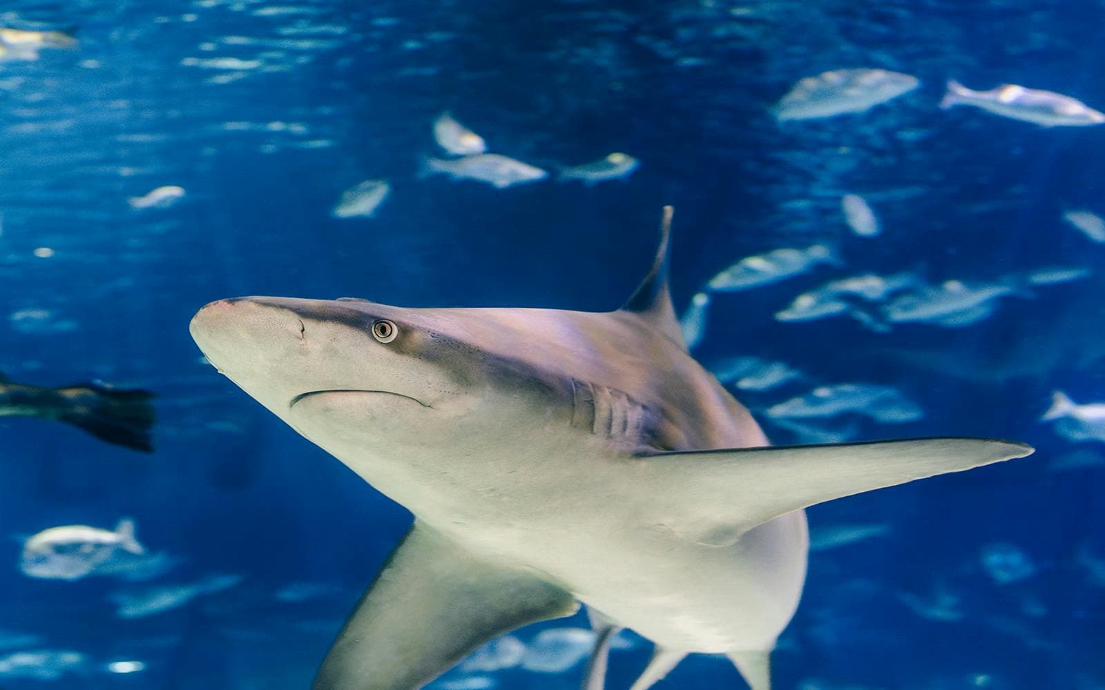 Billets coupe-file pour l'Aquarium de Barcelone - image 4
