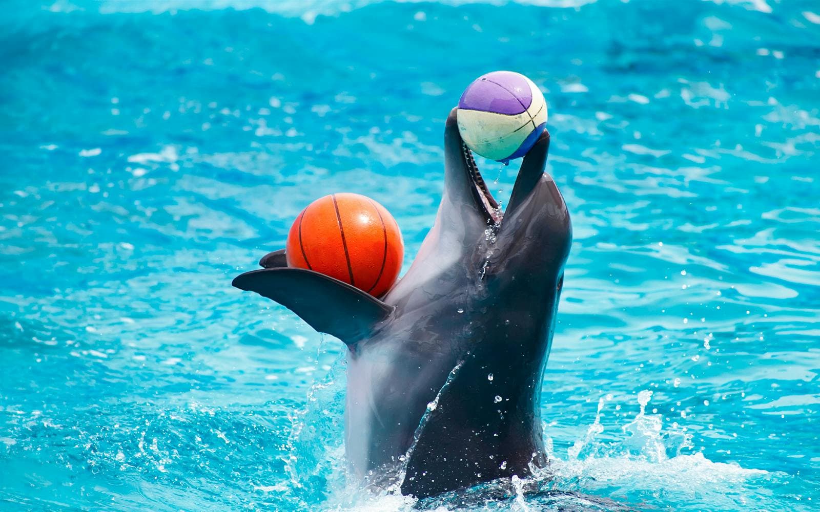 Delphinarium de Dubaï : billets pour le spectacle de dauphins et de phoques - image 8