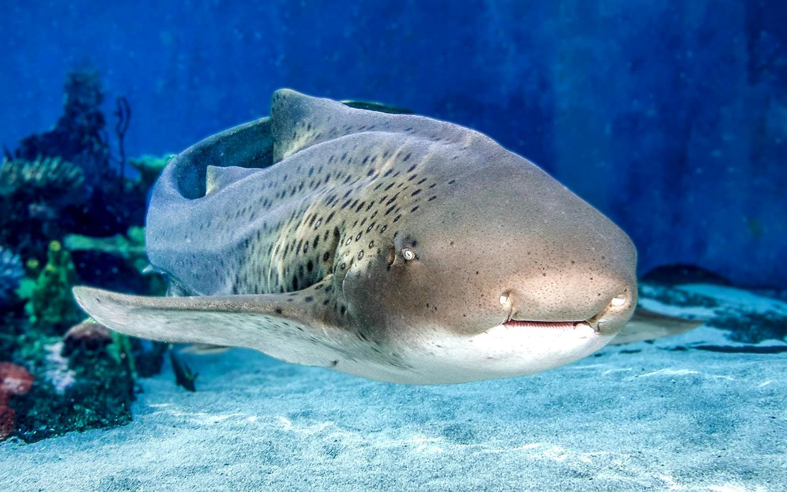Billets coupe-file pour l'Aquarium of the Pacific - image 8