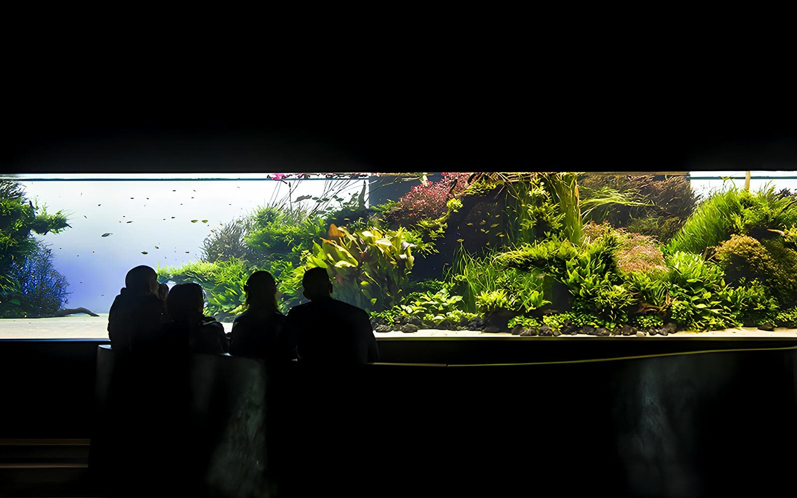 Billets pour l'Oceanário de Lisboa - image 10