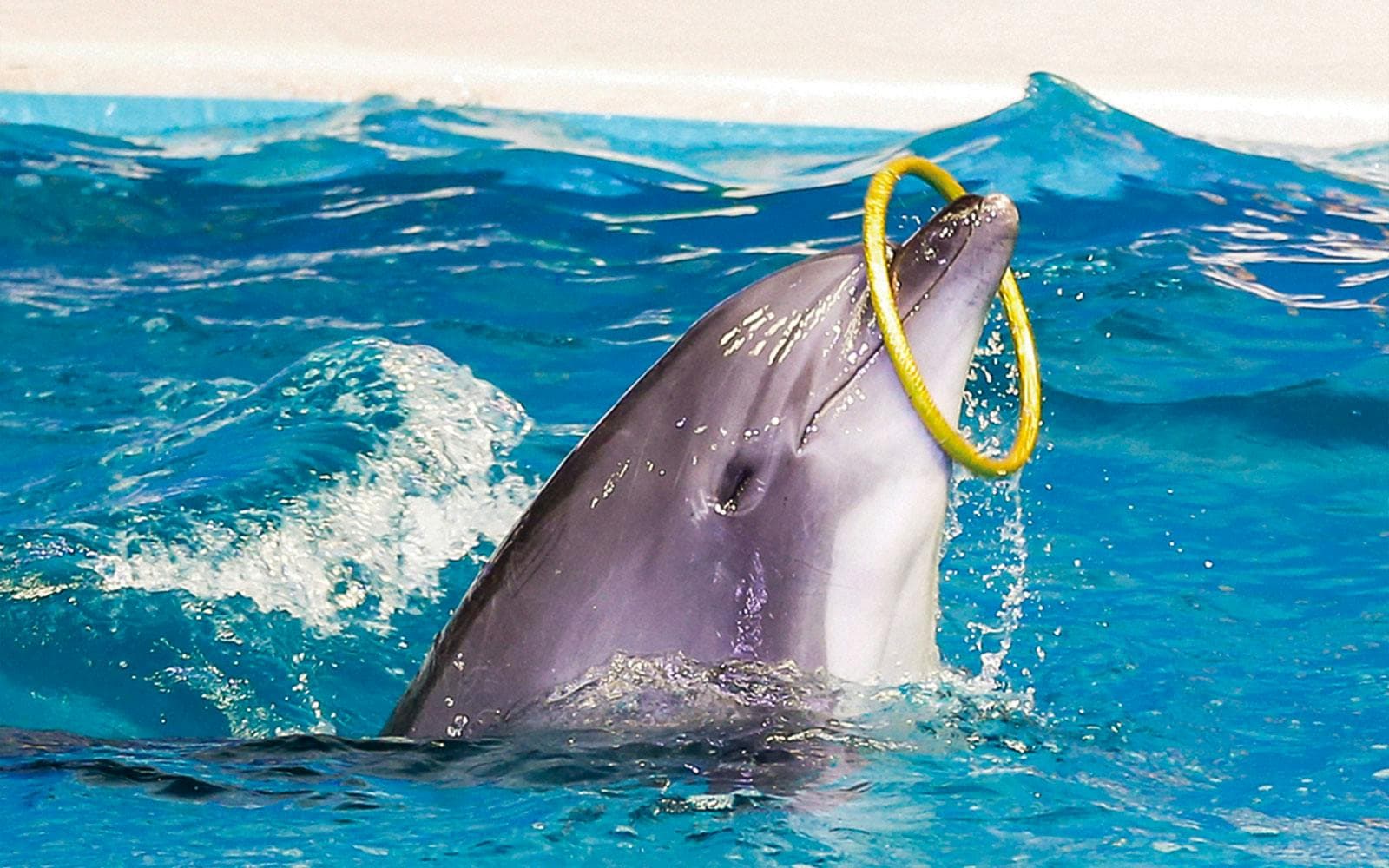 Delphinarium de Dubaï : billets pour le spectacle de dauphins et de phoques - image 9