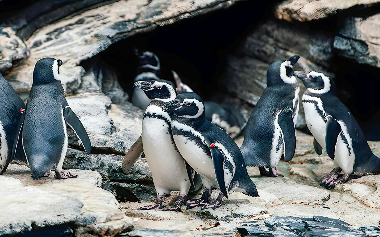 Billets pour l'Oceanário de Lisboa - image 9