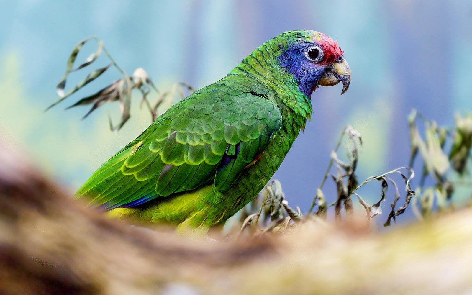 Billets pour le zoo de Prague - image 9