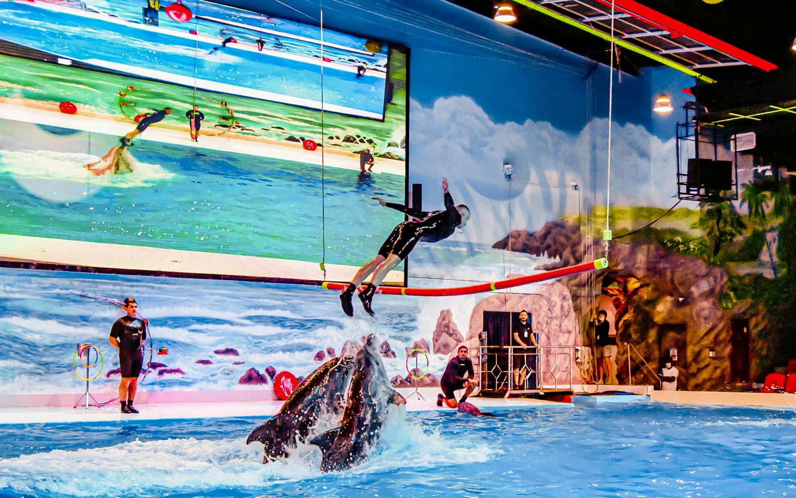 Delphinarium de Dubaï : billets pour le spectacle de dauphins et de phoques - image 4