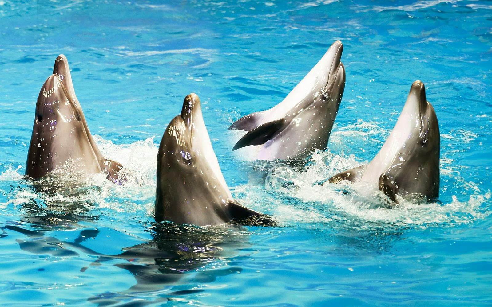 Delphinarium de Dubaï : billets pour le spectacle de dauphins et de phoques - image 7
