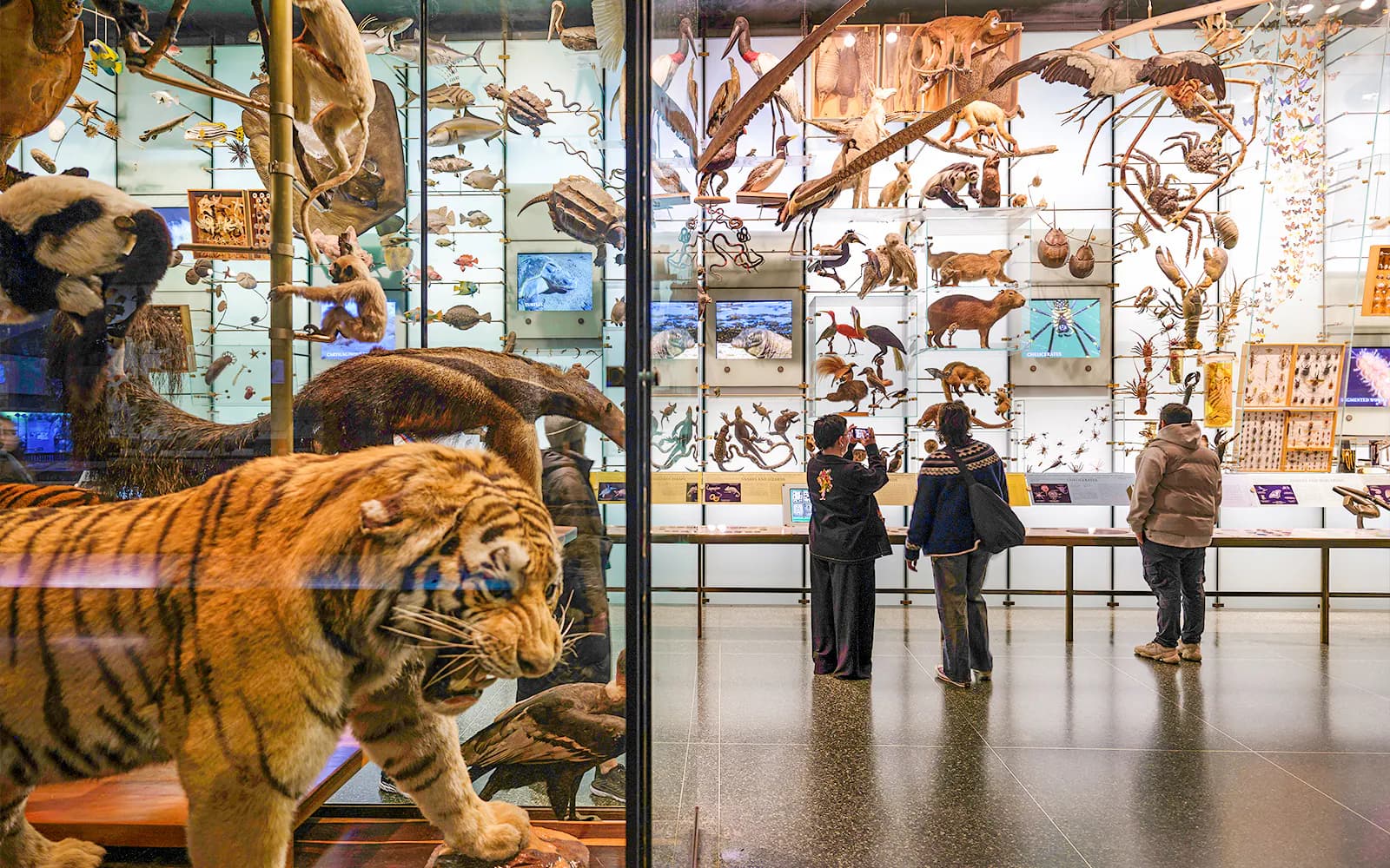 American Museum of Natural History Tickets - image 7
