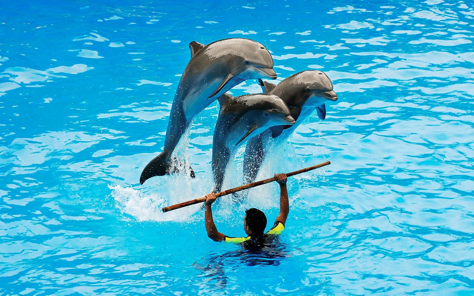 Delphinarium de Dubaï : billets pour le spectacle de dauphins et de phoques - image 5