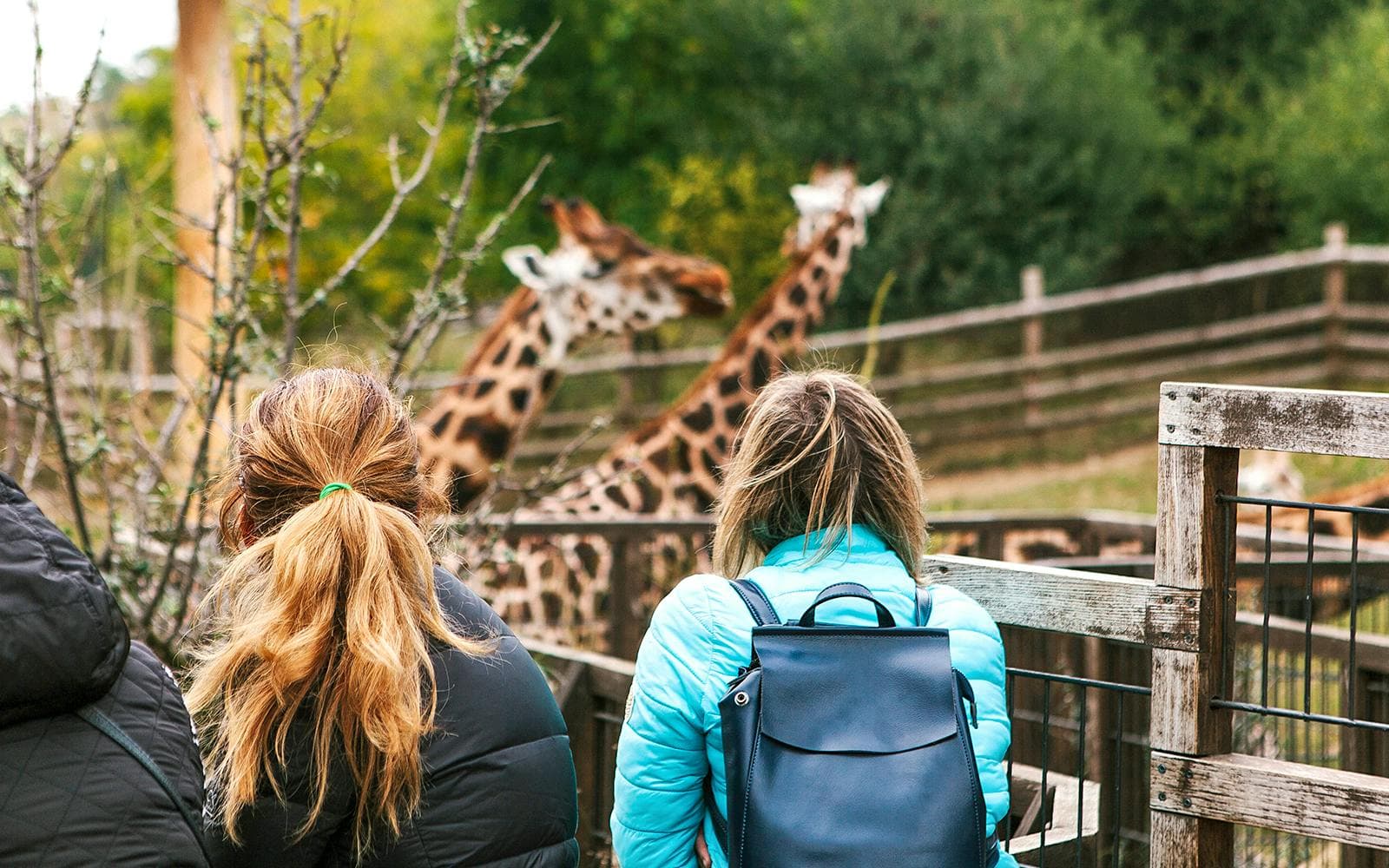 Billets pour le zoo de Prague - image 8
