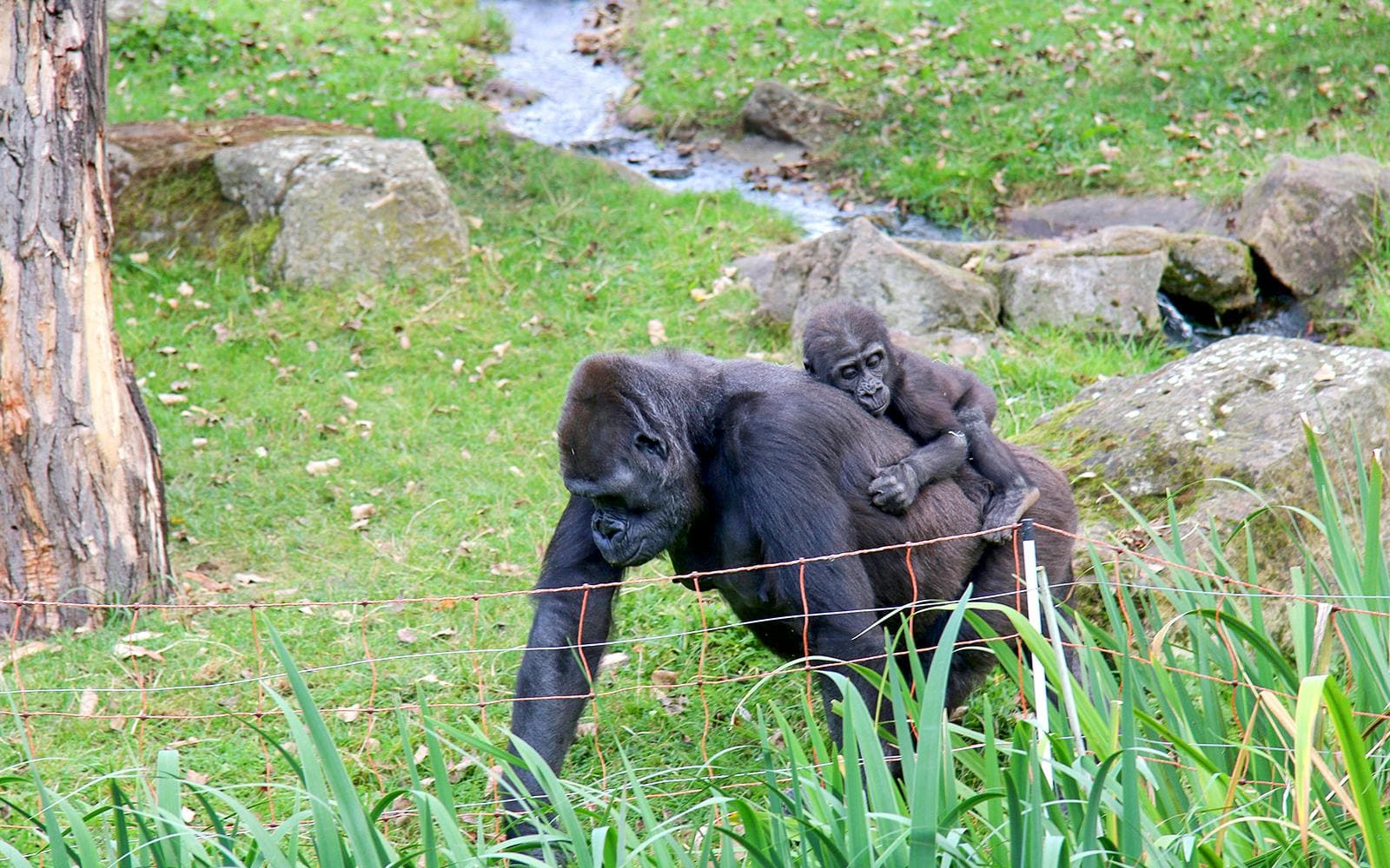 Billets pour le zoo de Prague - image 2