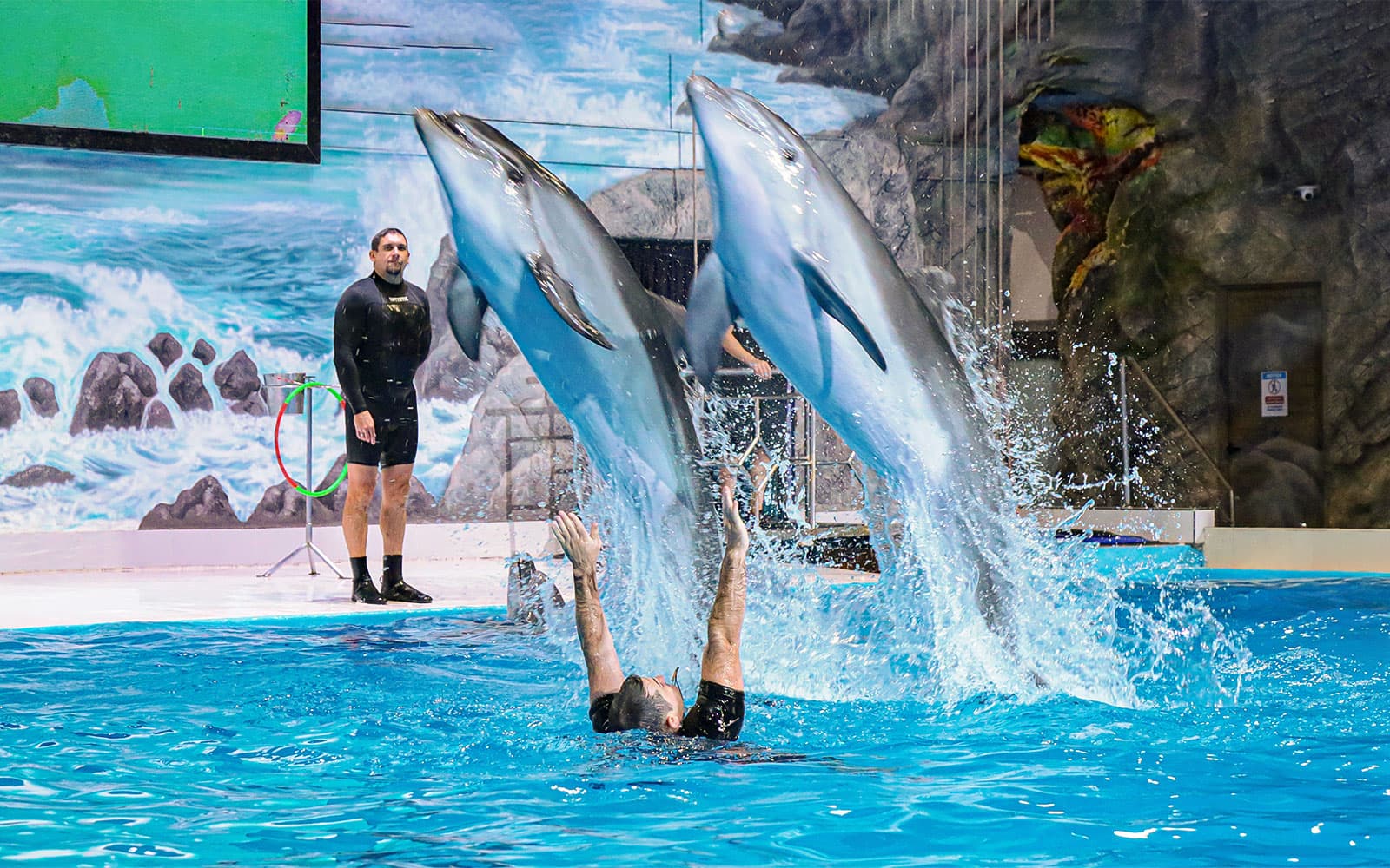 Delphinarium de Dubaï : billets pour le spectacle de dauphins et de phoques