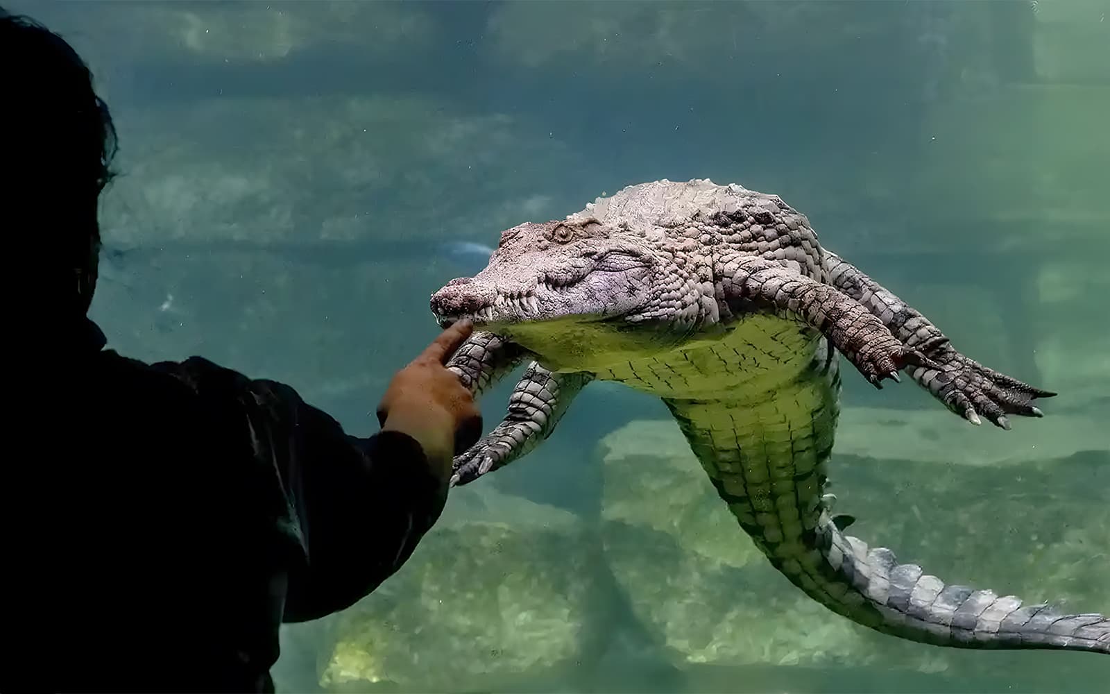 Dubai Crocodile Park Tickets