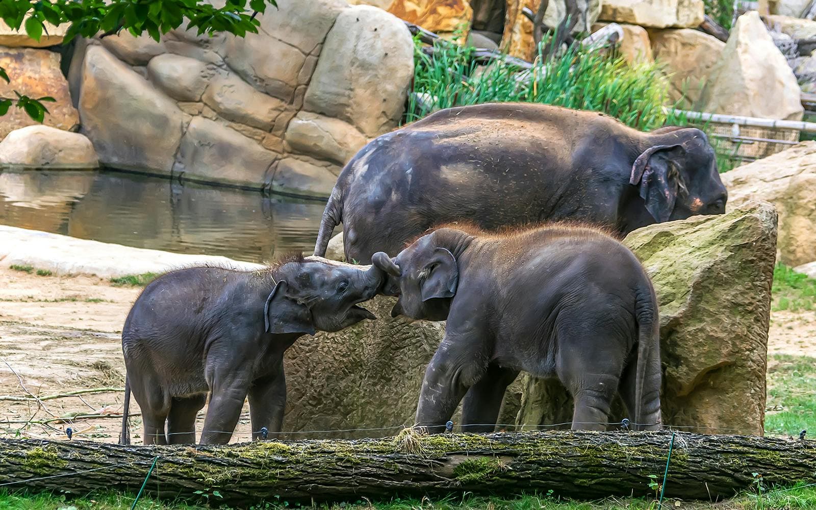 Billets pour le zoo de Prague - image 5