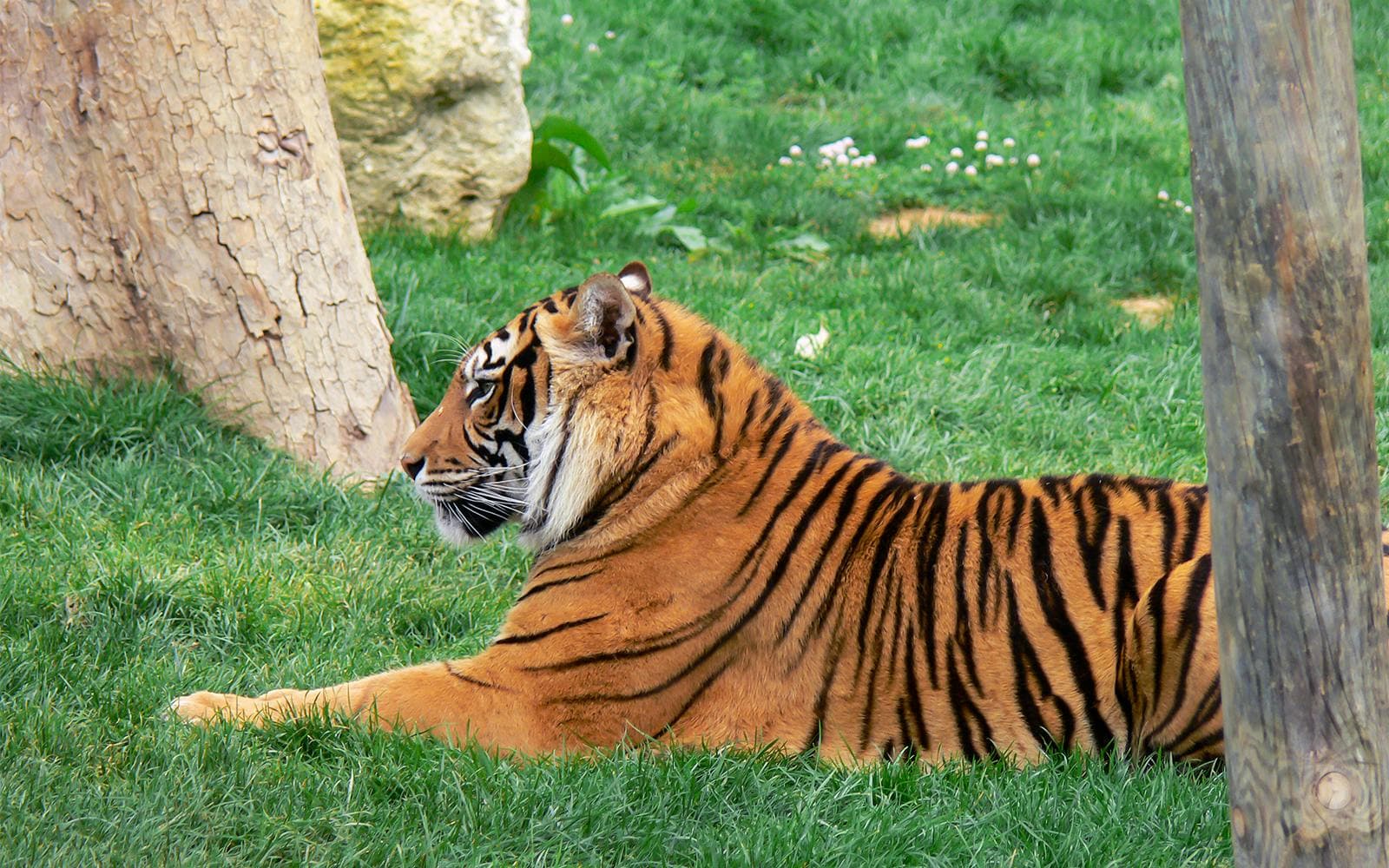 Billets pour le Jardin zoologique