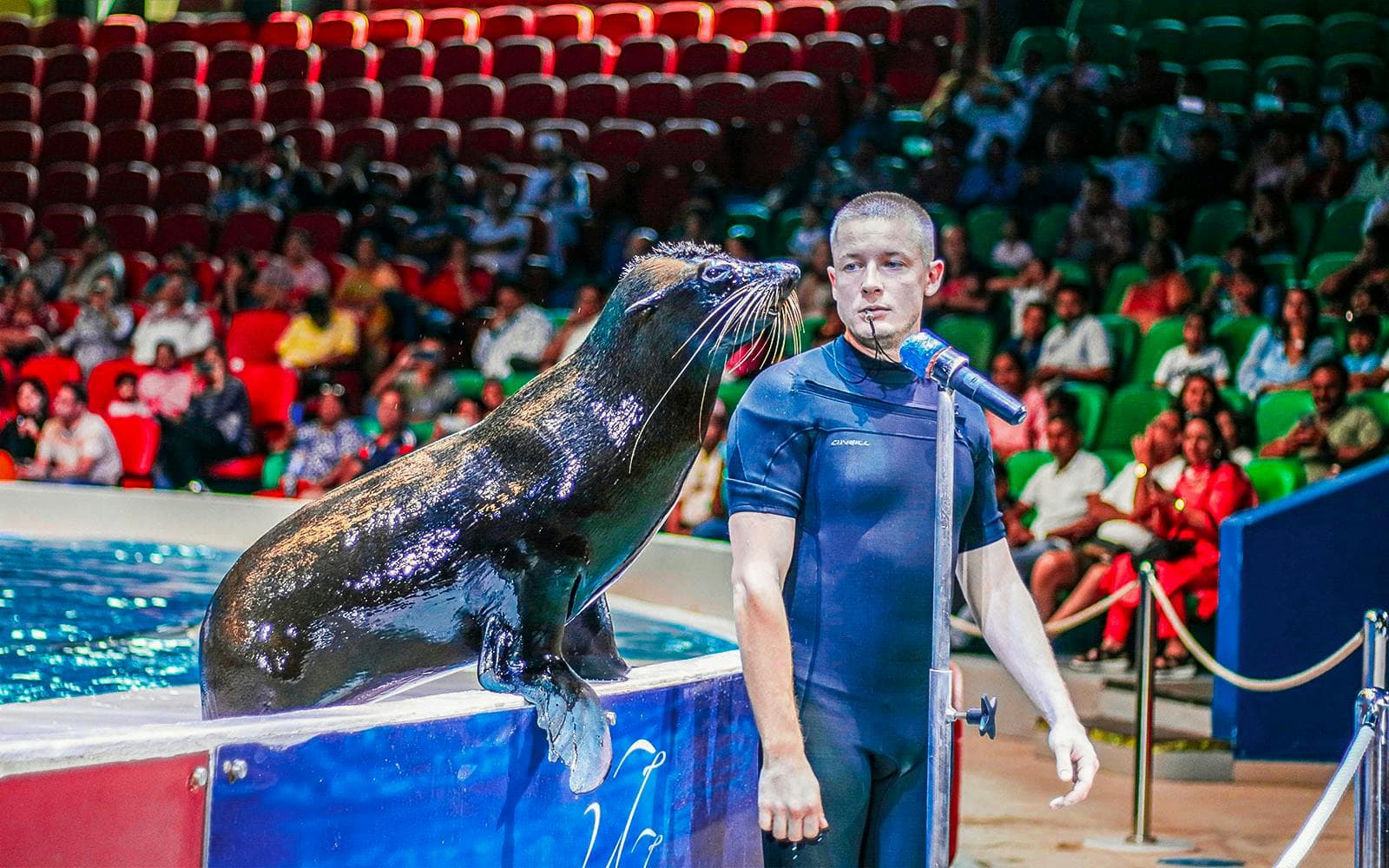 Delphinarium de Dubaï : billets pour le spectacle de dauphins et de phoques - image 2