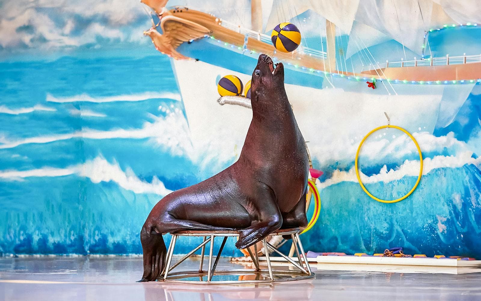 Delphinarium de Dubaï : billets pour le spectacle de dauphins et de phoques - image 6